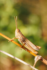 Vue macro d'un criquet sur une tige de plante dans le sud de la France