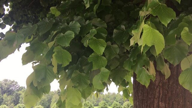 Leaves of the Fig Tree Moved by the Wind in Morimondo, Milano Province, Italy, during a Sunny Spring Day