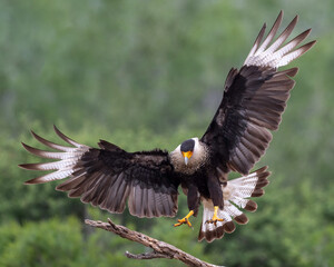 Crested Caracara (Caracara plancus) or Mexican eagle in south Texas, Rio Grande Valley, Texas