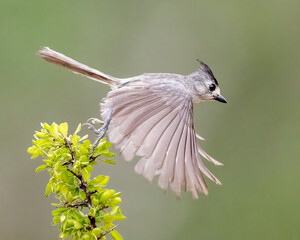 Black-crested Titmouse or Mexican Titmouse (Baeolophus atricristatus) taking flight, South Texas, Rio Grand Valley, USA, North America  © Tom