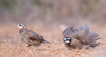 Northern bobwhite (Colinus virginianus) breading display and drinking in South Texas, Rio Grande Valley, North America, USA