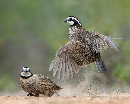 Northern bobwhite (Colinus virginianus) breading display and drinking in South Texas, Rio Grande Valley, North America, USA