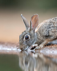 Obraz premium Desert Cottontail (Sylvilagus audubonii) or Audubon's Cottontail, drinking at water hole, South Texas, Rio Grande Valley, North America, USA