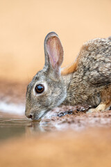 Desert Cottontail (Sylvilagus audubonii) or Audubon's Cottontail, drinking at water hole, South Texas, Rio Grande Valley, North America, USA