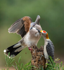 A white-tipped dove interacting with a Golden-fronted Woodpecker in South Texas