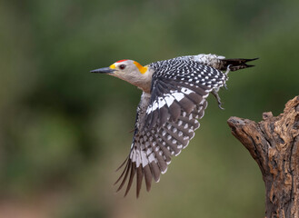 Golden-fronted Woodpecker (Melanerpes aurifrons) in flight in South Texas, Rio Grande Valley, North America, USA
