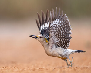 Golden-fronted Woodpecker (Melanerpes aurifrons) in flight in South Texas, Rio Grande Valley, North America, USA