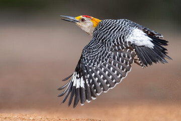 Golden-fronted Woodpecker (Melanerpes aurifrons) in flight in South Texas, Rio Grande Valley, North America, USA