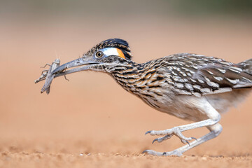 Greater Roadrunner (Geococcyx califonrianus) in South Texas, Rio Grande Valley, Norht America, USA