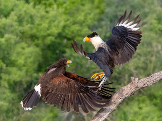 Crested Caracara (Caracara plancus) or Mexican eagle interaction with Harris's Hawk in south Texas, Rio Grande Valley, Texas