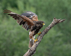 Harris's Hawk, Bay-winged Hawk, dusky Hawk, wolf Hawk, (Parabuteo unicinctus) in flght in South Texas, USA, North Ameria