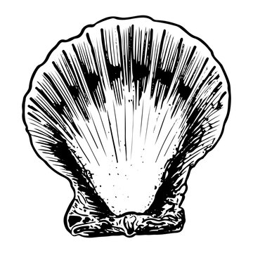 recommend clip art: Sea shell sketch hand drawn. Pectinida scallop. Bivalve shells of sea creature, mollusk seashell. Souvenir from summer holiday on the beach. Vector graphics illustration.