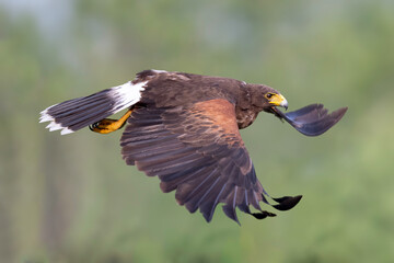 Harris's Hawk, Bay-winged Hawk, dusky Hawk, wolf Hawk, (Parabuteo unicinctus) in flght in South Texas, USA, North Ameria