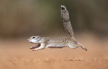 Mexican Ground Squirrel (Ictidomys mexicanus) Rio Grande Valley, Texas, North America, USA
