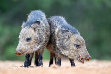 Juvenile Javelina Peccaires, Skunk pigs,  in South Texas, Rio Grande Valley, USA, North America