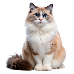 Rag doll cat full body shot isolated on transparent PNG free download