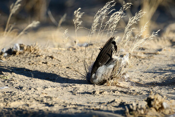 Dead dove killed by Lanner Falcon
