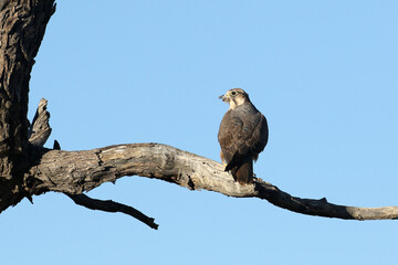 Lanner falcon (Falco biarmicus) with feathers in its beak from the dove it has just killed.