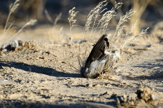 Dead dove killed by Lanner Falcon