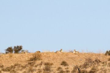 Lions (Panthera leo) lying on top of a Kalahari dune in Kgalagadi Park, South Africa © Peter