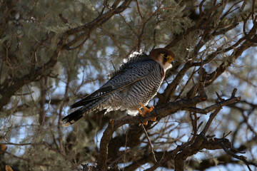 Red-necked falcon (Falco chicquera) in tree in Kgalagadi Reserve