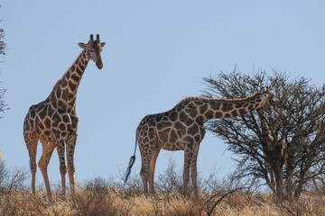 South African giraffe (G. c. giraffa) in the kgalagadi, Kalahari, South Africa