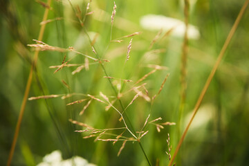  kłosówka wełnista, holcus lanatus l.