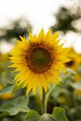 Naklejka premium A large sunflower flower. A field with sunflowers. Blossoming field
