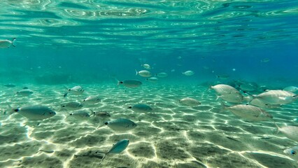 Crete autumn 2023 southern coast underwater world