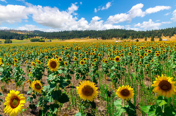 Obraz premium Summer day view of a large field of sunflowers and ranch homes on acreage in the rural hills and countryside of Spokane, Washington USA.