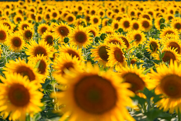 Sunflower field at sunset