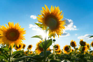 Sunflower field at sunset