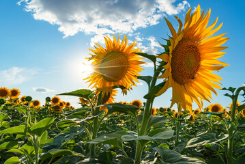 Sunflower field at sunset
