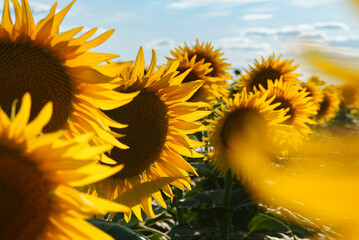 Sunflower field at sunset