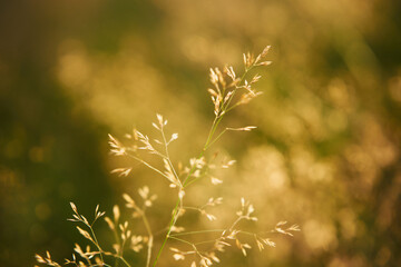 kłosówka wełnista, holcus lanatus l.