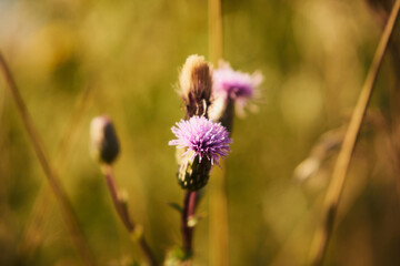 chaber driakiewnik, centaurea scabiosa l. © Marcin Łazarczyk