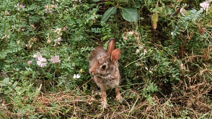 One summer morning, a rabbit comes scampering out from the edge of a forest.