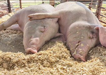 Pair of fat pink pigs sleeping side by side on wood shavings in a pig pen © driftwood