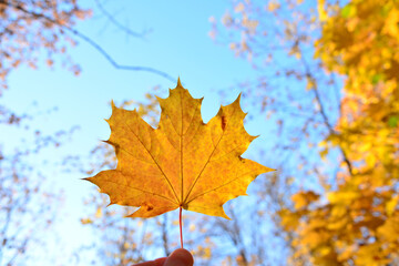 a person holds a maple leaf with blue sky background 