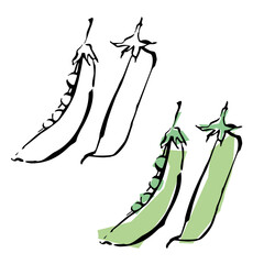 Vector hand drawn garden vegetable collection. Line and color sketch illustrations. vegetable set in line art drawing style. pepper, avocado, radish, green onion, tomato, corn, peas