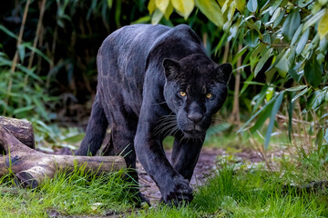 Black panther