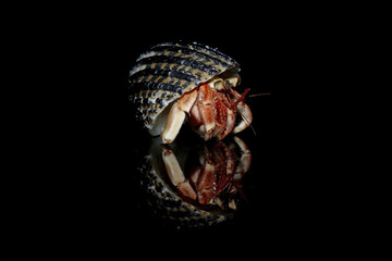 Fat-tailed geckos isolated on black background, leopard gecko lizard, eublepharis macularius	