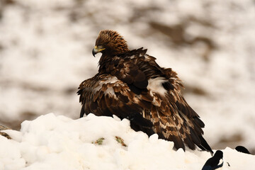 aguila real en la nieve en invierno