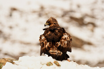 aguila real en la nieve en invierno