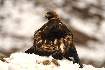 aguila real en la nieve en invierno