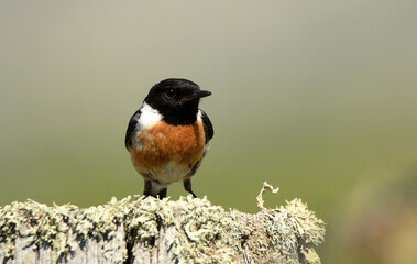 tarabilla en el campo en primavera