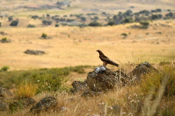rapaces con presas en el campo