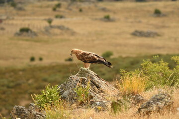 joven aguila imperial en la campiña con presa