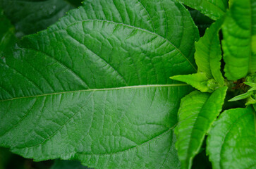 Textured backgrounds, green leaves, woodland, park, jungle, and forest.