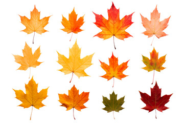Fototapeta premium Autumn Leaves Collection. A vibrant array of fall maple leaves in various shades isolated on transparent or white background, png